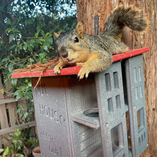 The "Poly-Summit" Nut House Citadel | Heavy-Duty Poly Squirrel Nesting Box | JCS Wildlife