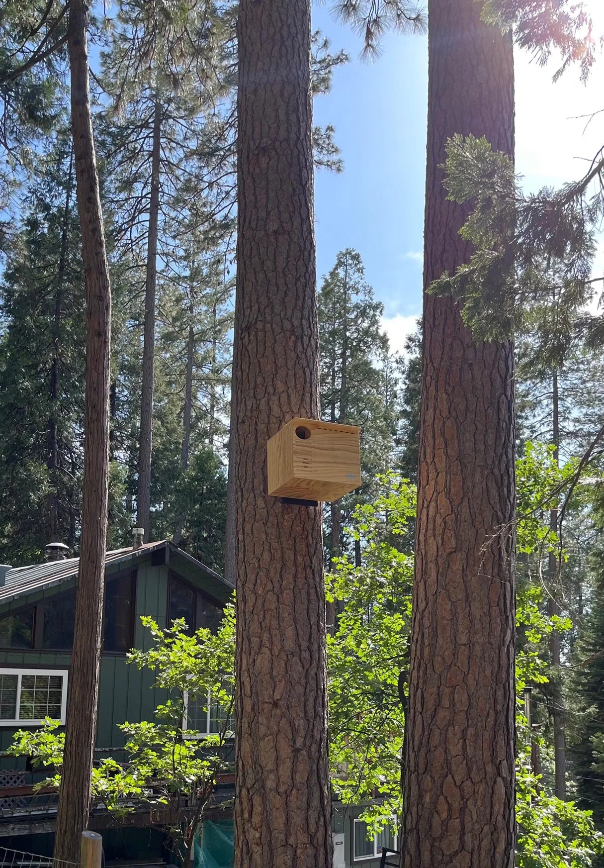 The "Estate Guardian" Barn Owl House | Large Raptor Nesting Box | JCS Wildlife