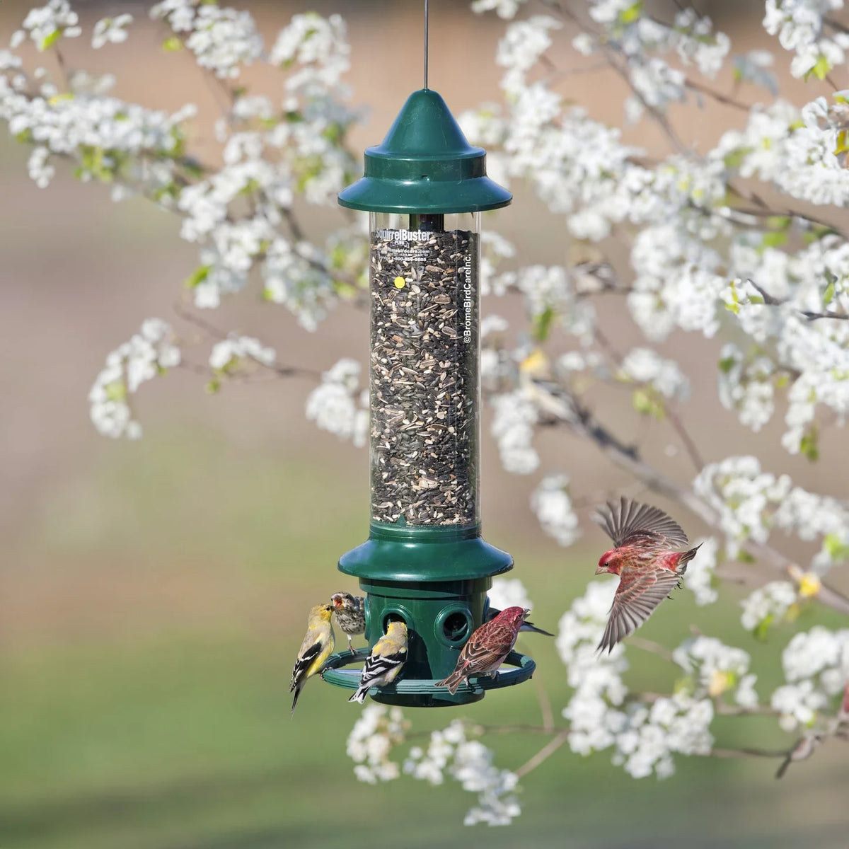 The 'Cardinal Vault' Squirrel-Proof Bird Feeder
