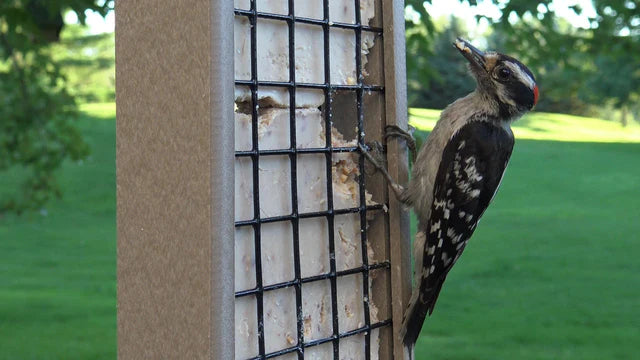 The 'Drum Line' Tail-Prop Suet Feeder | JCS Wildlife Recycled Poly-Lumber Woodpecker Suet Feeder