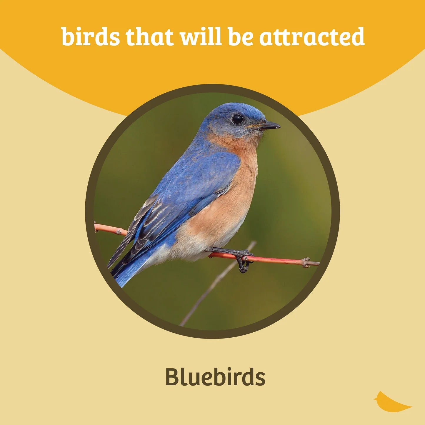 The 'Sapphire Statement' Premium Bluebird House & Feeder Kit