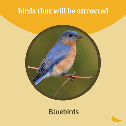 The 'Sapphire Statement' Premium Bluebird House & Feeder Kit