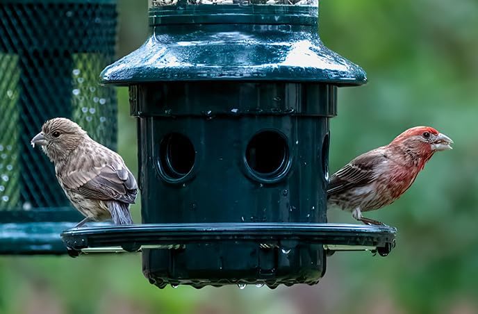 The 'Cardinal Vault' Squirrel-Proof Bird Feeder