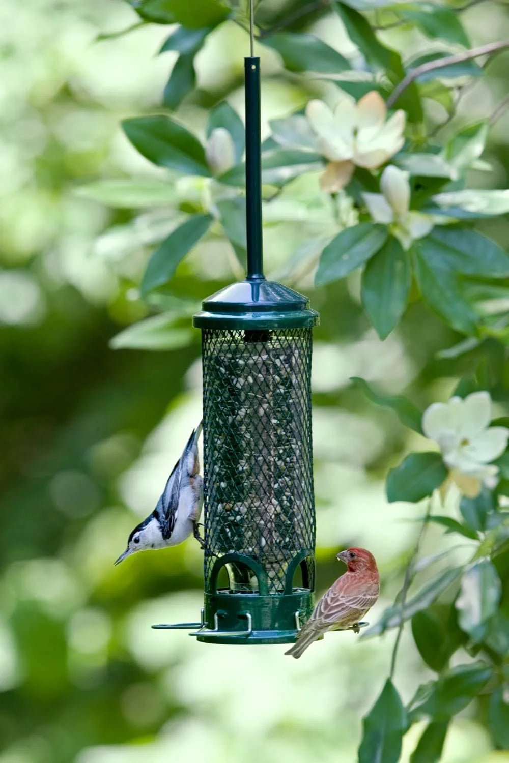 The 'Pocket Guard' Squirrel-Proof Tube Feeder