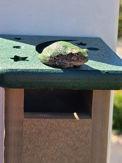The Canopy Tree Frog Refuge | Slimline Hydration Pillar | JCS Wildlife