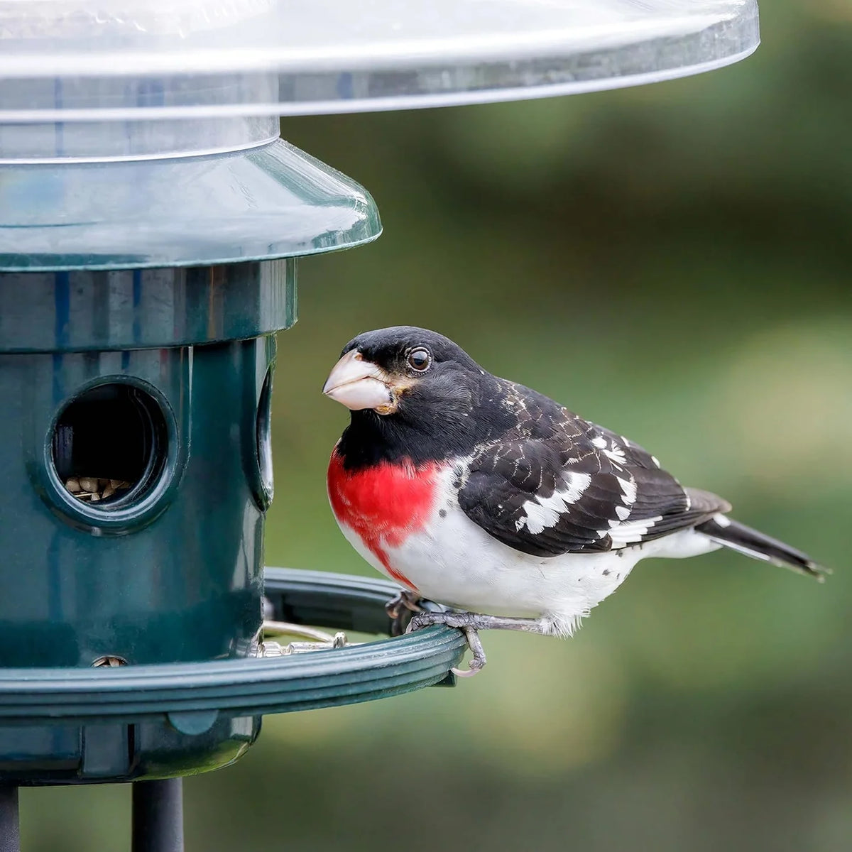 The 'Cardinal Vault' Squirrel-Proof Bird Feeder
