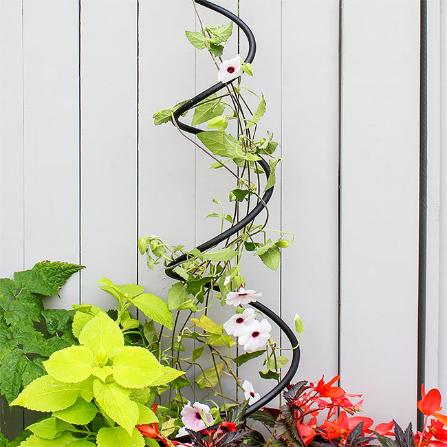 The 'Twist & Sprout' Spiral Garden Trellis | Achla Designs Black Wrought Iron Spiral Trellis Set of 3