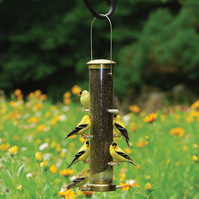 The 'Brass Bravado' Curated Tube Feeder Set
