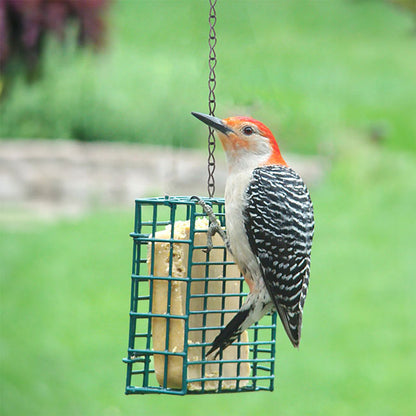 The "Nickel Nurturer" Tube Bird Feeder Curated Set