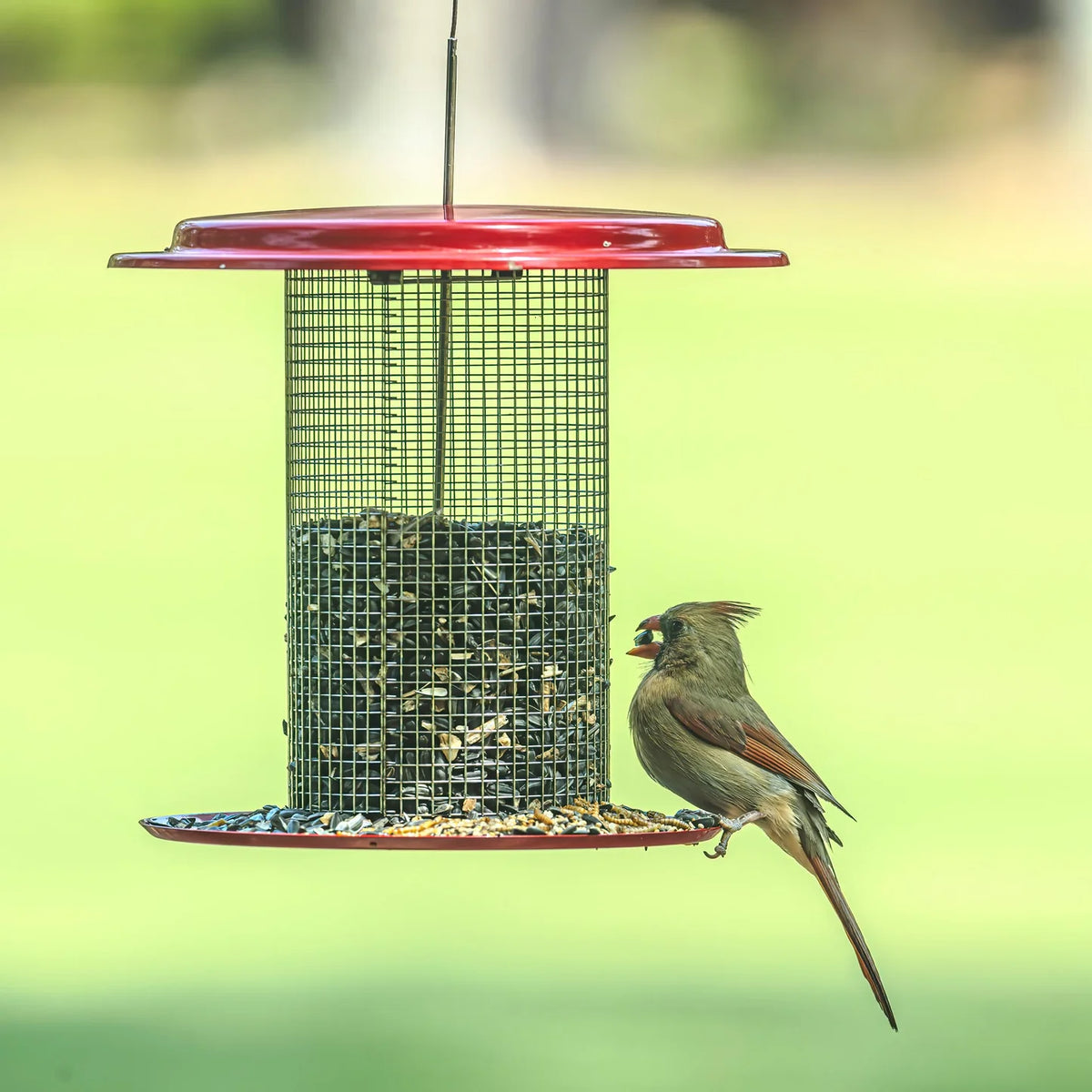 The 'Scarlet Station' Sunflower Seed Bird Feeder