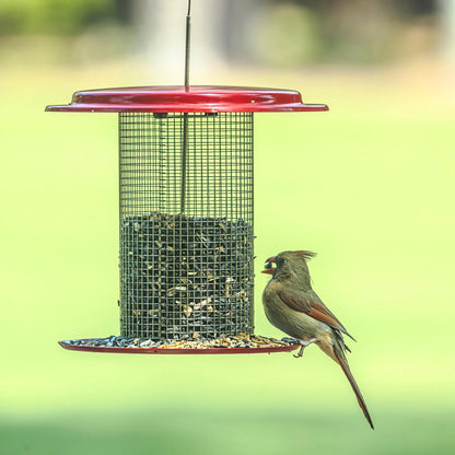The 'Scarlet Station' Sunflower Seed Bird Feeder