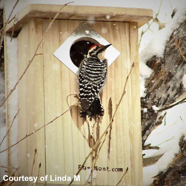 The "Hairy & Red-Bellied" Woodpecker House | Professional Nesting Box | BestNest