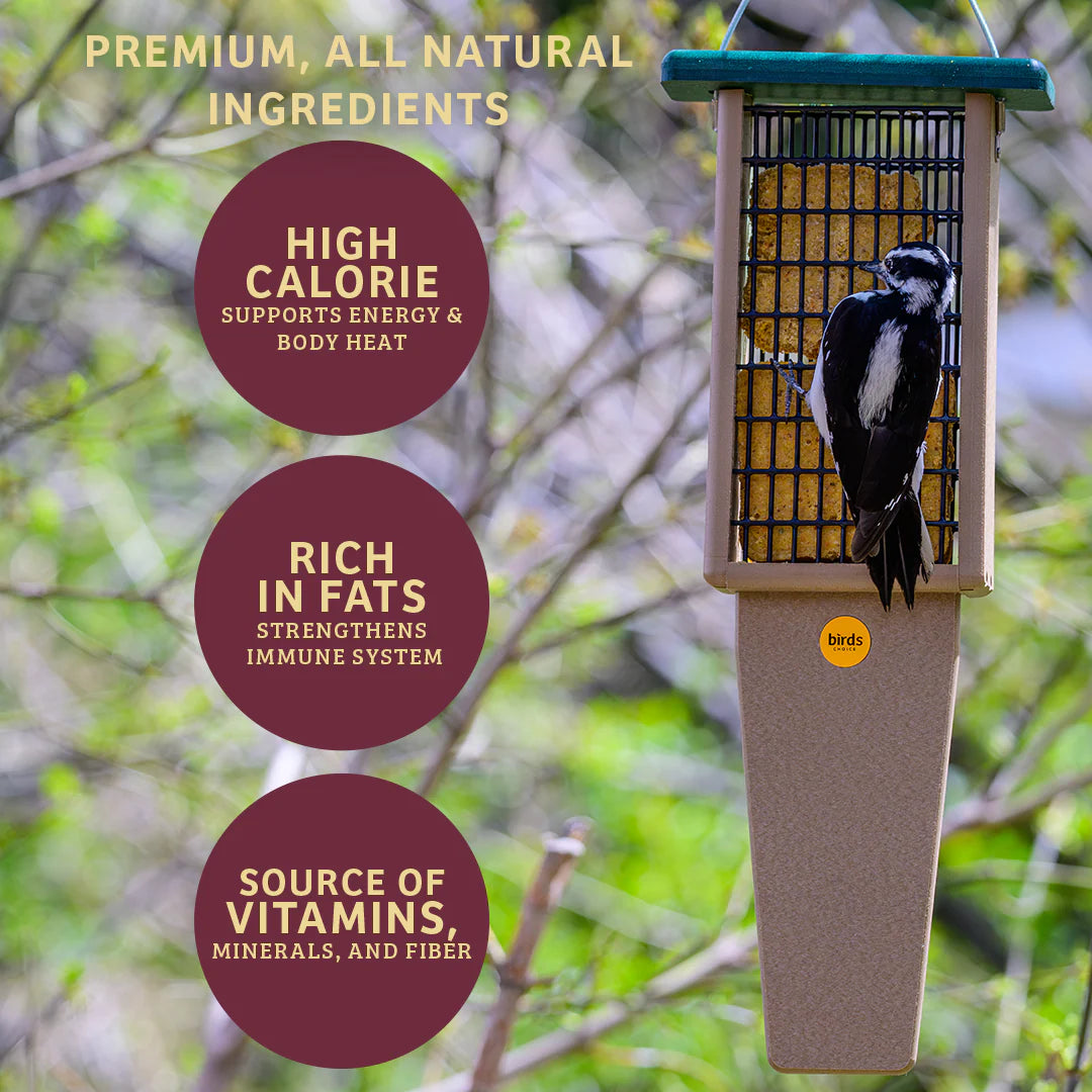 The 'Complete Wrendition' Wren House & Feeder Kit