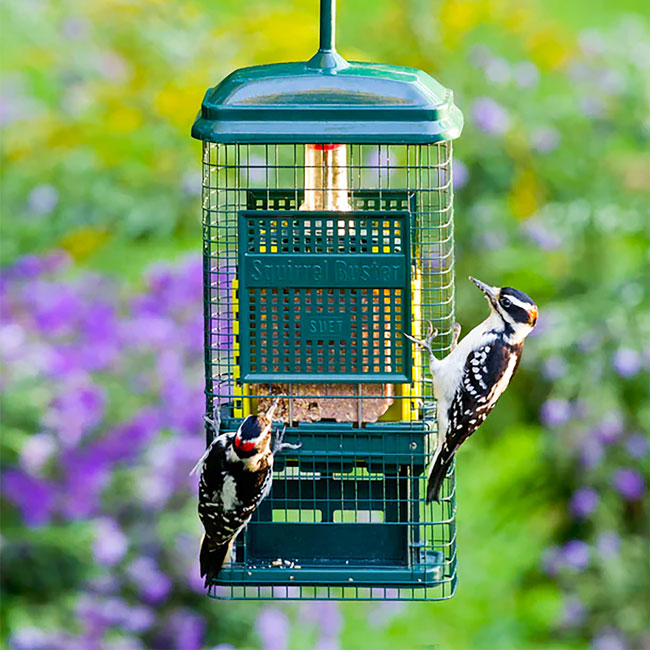 The 'No Suet For You!' Squirrel-Proof Suet Feeder Set