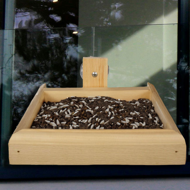 The "Horizon-Mini" Pine Window Bird Feeder | Open-Architecture Window Station | Coveside Conservation