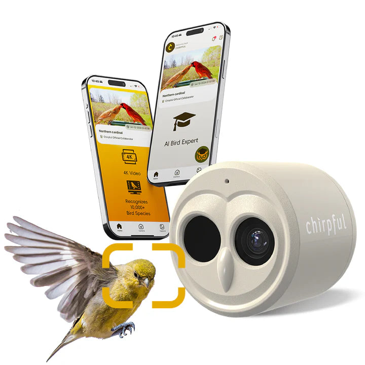 The 'VideOwl-4K' Smart Camera | Birds Choice Chirpful AI-Powered Wildlife Observer