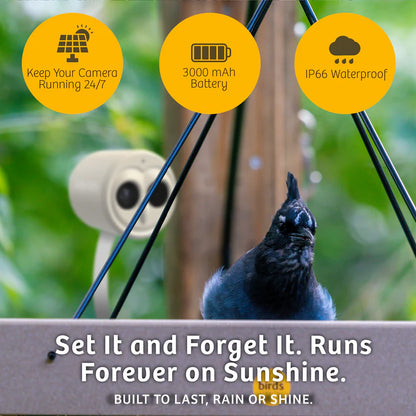 The 'VideOwl-4K' Smart Camera | Birds Choice Chirpful AI-Powered Wildlife Observer