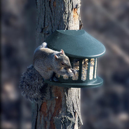 The 'Nut Shack' Squirrel Feeder | Heritage Farms Steel Squirrel Diner II Powder Coated Squirrel Feeder