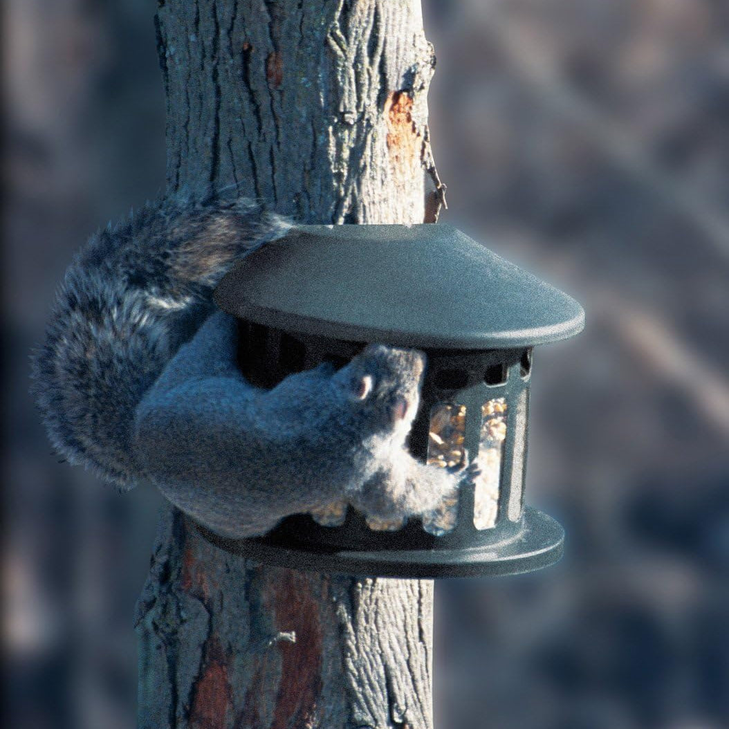 The 'Nut Shack' Squirrel Feeder | Heritage Farms Steel Squirrel Diner II Powder Coated Squirrel Feeder