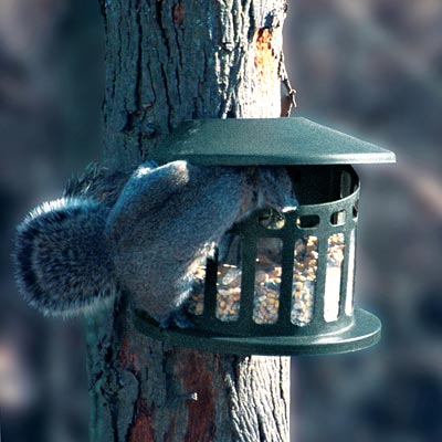 The 'Nut Shack' Squirrel Feeder | Heritage Farms Steel Squirrel Diner II Powder Coated Squirrel Feeder