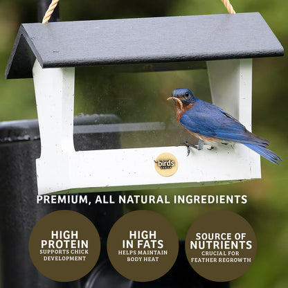 The 'Bluebird Basics' Bluebird Habitat Starter Kit