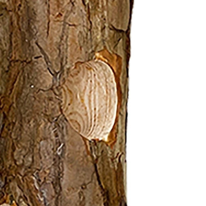 The 'Carpenter's Quarters' Woodpecker Feeding & Nesting Kit