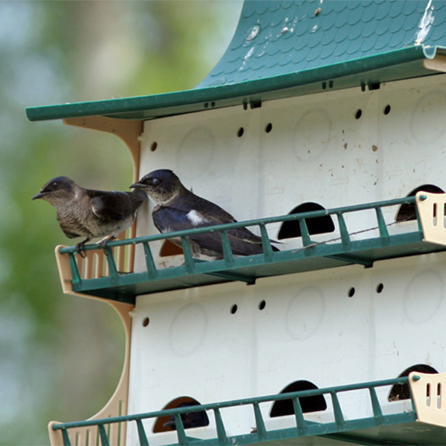 The 'Grand Gatekeeper' Purple Martin House | S&K 12-Room Starling-Resistant Pole-Mount Habitat