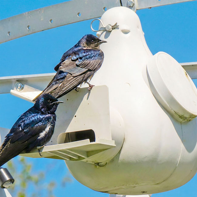 The 'Vault' Purple Martin Vertical Gourd | Troyer's Conley II SREH with Wing Entrapment Guard — Single & 4-Pack
