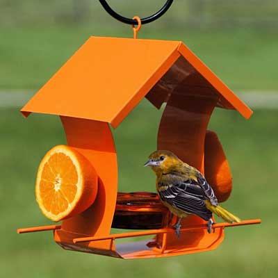The 'Citrus Snack Bar' Complete Oriole Feeder Kit