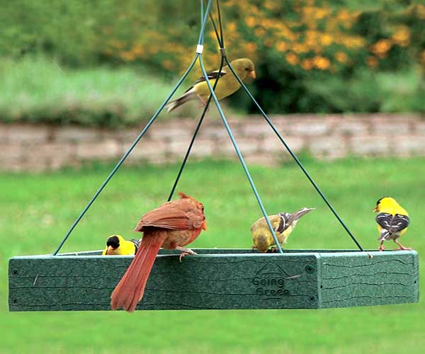The 'Forager's Bluff' Nest & Feeder Package