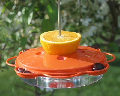 The 'Citrus Snack Bar' Complete Oriole Feeder Kit