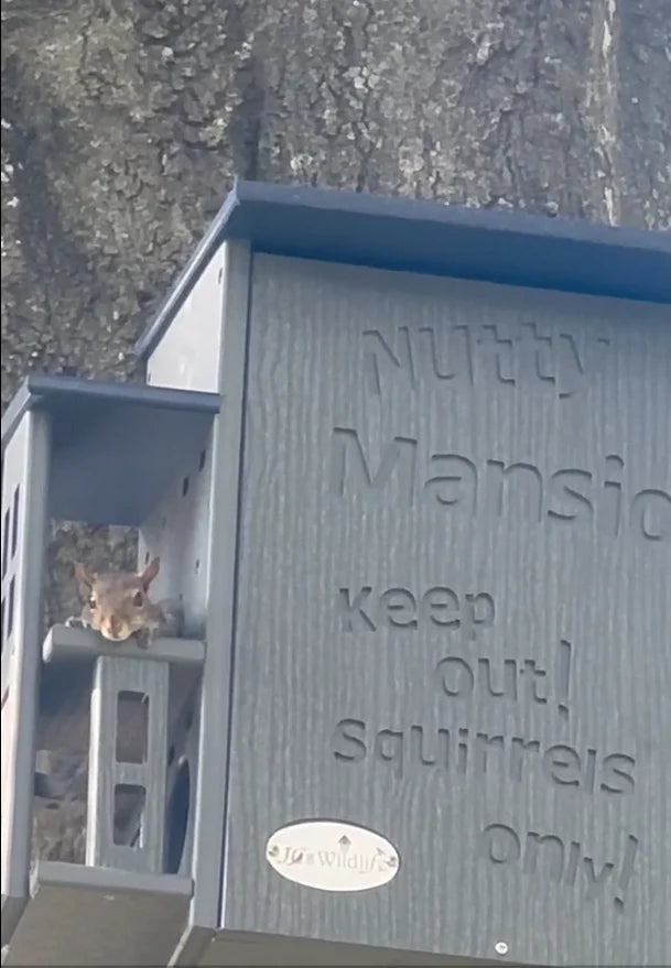 The "Poly-Summit" Nutty Mansion | Multi-Tiered Dual-Chamber Squirrel Habitat | JCS Wildlife