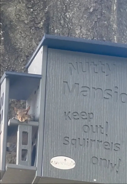 The "Poly-Summit" Nutty Mansion | Multi-Tiered Dual-Chamber Squirrel Habitat | JCS Wildlife