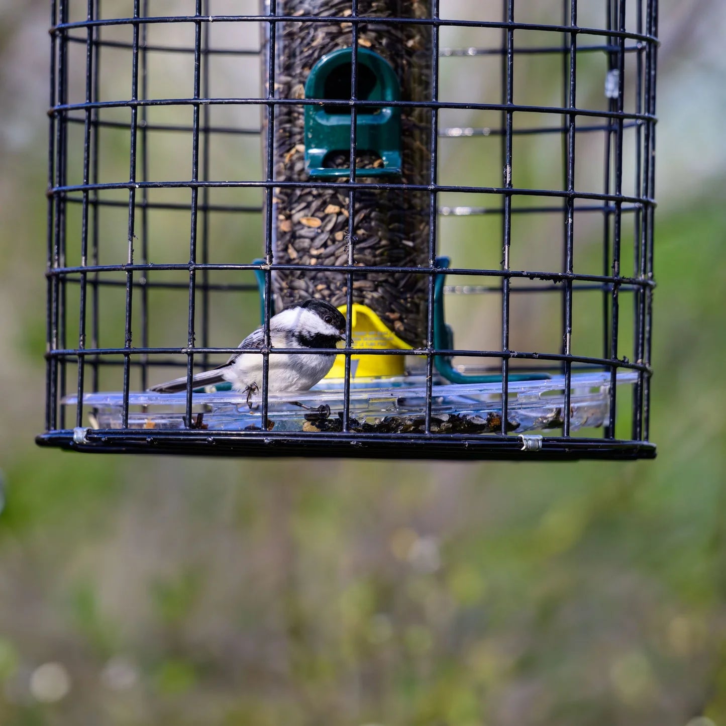 The "Aegis-150" Caged Bird Feeder | 14-Inch Sanctuary Exclusion Station | Brome