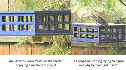 The 'Sky Diner' Deluxe Caged Platform Bluebird Feeder | JCS Wildlife Recycled Poly-Lumber Mealworm Feeder