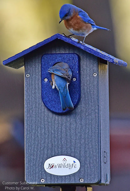 The 'Cerulean Sanctuary' Bundle | JCS Wildlife Ultimate Bluebird Habitat