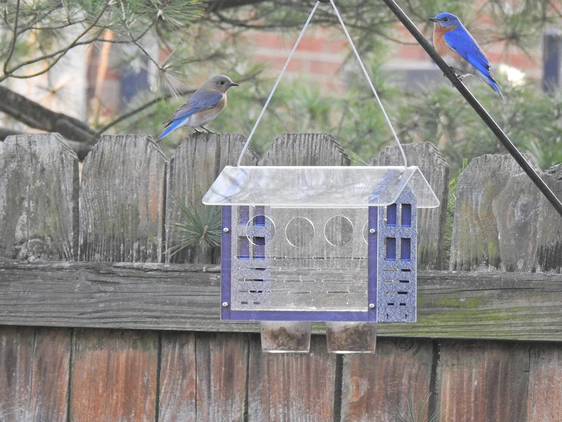 The 'Cerulean Sanctuary' Bundle | JCS Wildlife Ultimate Bluebird Habitat