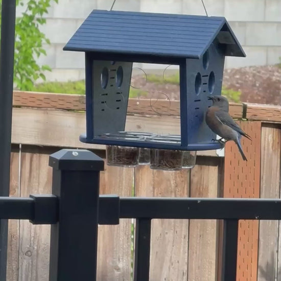 video of bluebirds eating from an enclosed bluebird feeder.