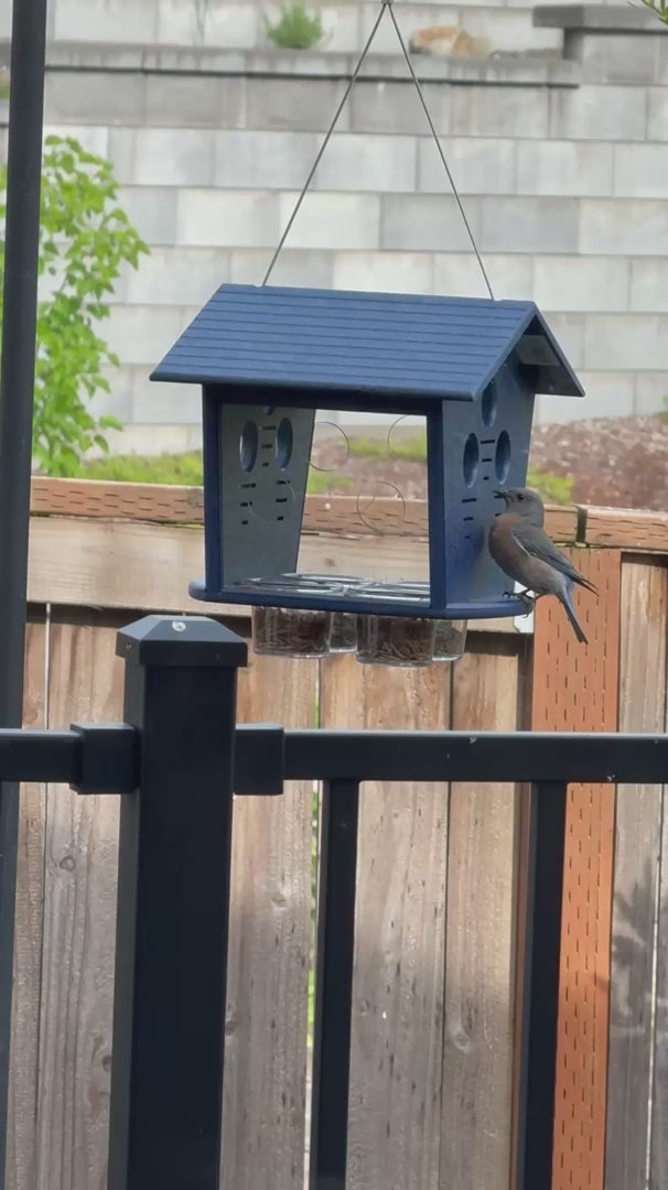 video of bluebirds eating from an enclosed bluebird feeder.