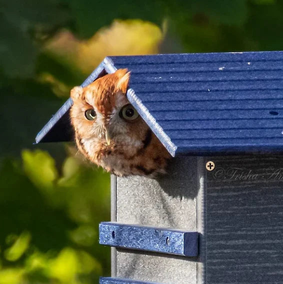 The "Skyward Guardian" Owl House & Kestrel Box | Poly Nesting Box | JCS Wildlife
