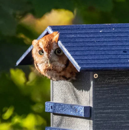 The "Skyward Guardian" Owl House & Kestrel Box | Poly Nesting Box | JCS Wildlife