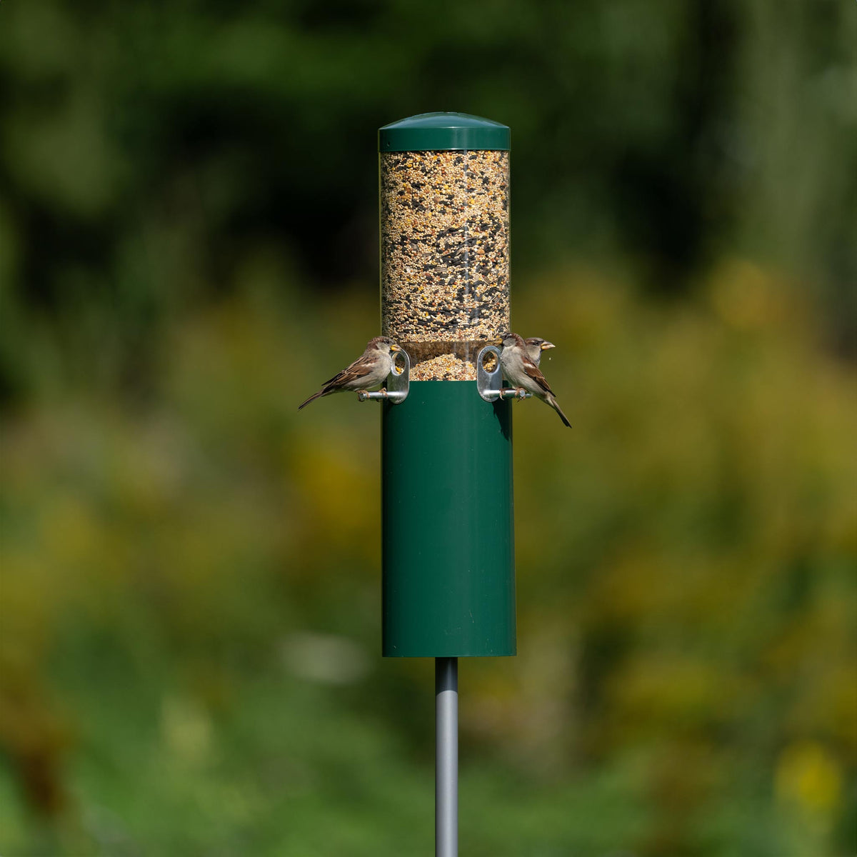Green squirrel-proof pole-mounted tube bird feeder with steel baffle